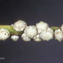 thumbnail for publication: Florida Wax Scale, Ceroplastes floridensis Comstock